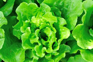 Yeşil salata bitkileri büyüme
