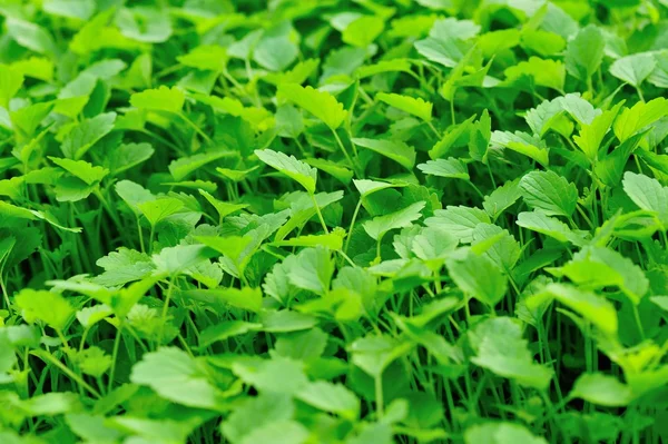 Motherwort bitki yatak