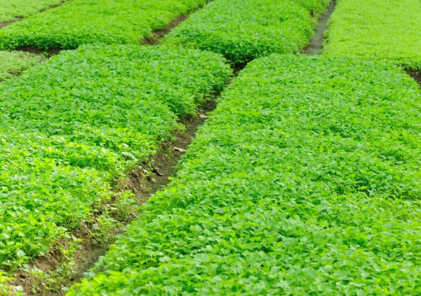 Motherwort bitki yatak