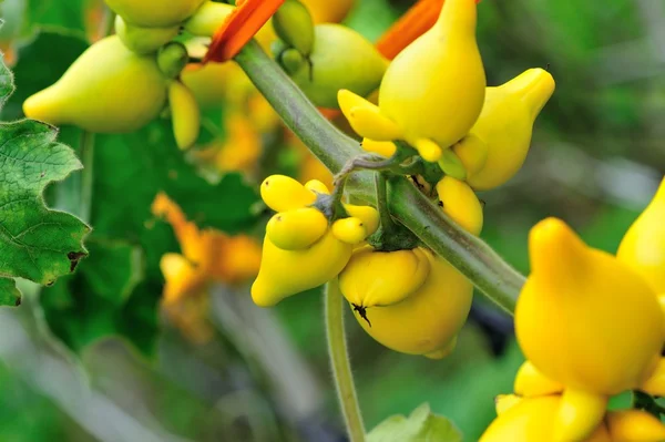 Nipple fruit in growth at garden — Stock Photo, Image