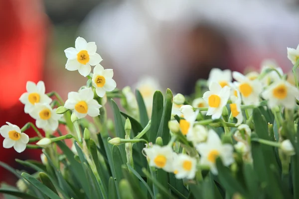 Narcisser blommor plant — Stockfoto