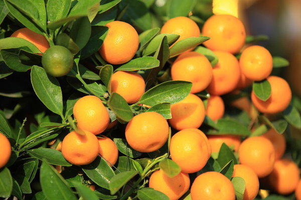 Citrus fruits grow on tree