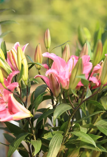 Flores de lirio —  Fotos de Stock