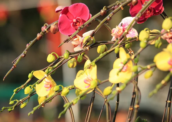 Moth orchid — Stock Photo, Image