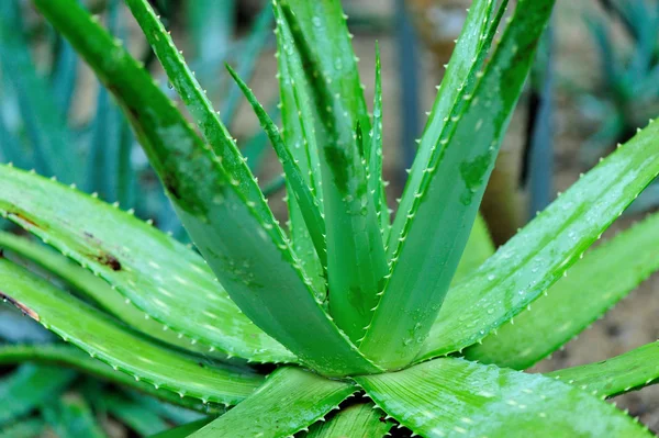 Aloe-Pflanze wächst im Garten — Stockfoto