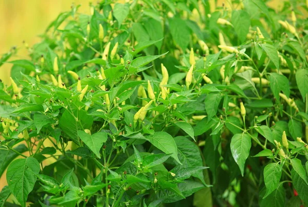 Cayenne pepper grow on tree — Stock Photo, Image