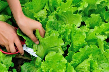 Eller keser yeşil salata