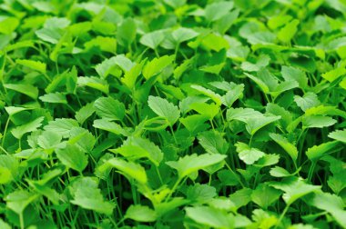 Bahçede yeşil kişniş