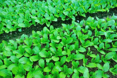 Bahçe Yeşil choy Özetle