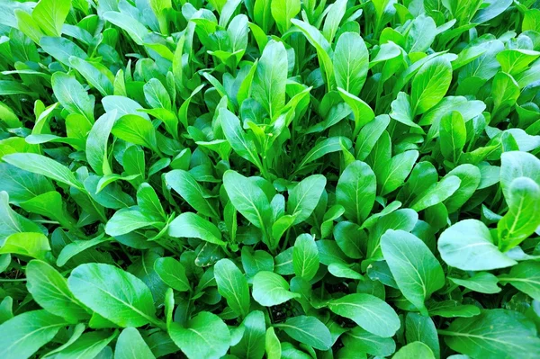 Green choy sum en el jardín — Foto de Stock