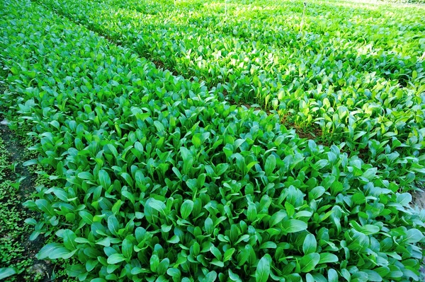 Zielony choy suma w ogrodzie — Zdjęcie stockowe