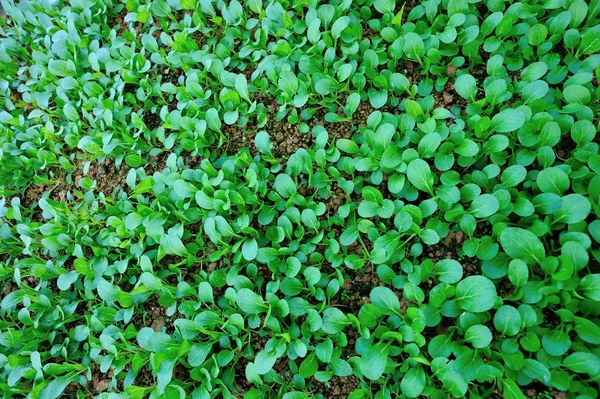 A kert zöld choy összege — Stock Fotó