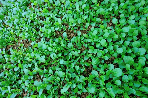 Grüne Choy Sum im Garten — Stockfoto