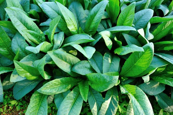 Grüner indischer Salat — Stockfoto