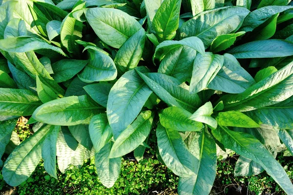 Зеленый индийский салат — стоковое фото