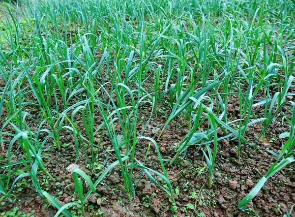 緑のニンニクの芽野菜の庭で成長しています — ストック写真