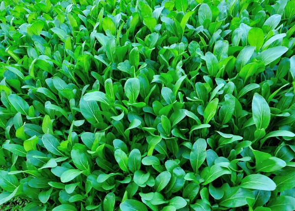 Grüne Choy Sum Wächst Gemüsegarten — Stockfoto