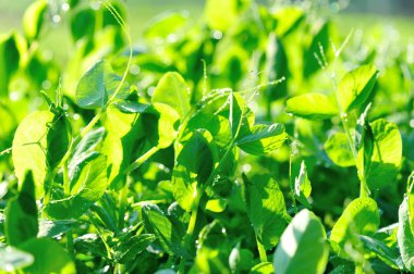 Sebze Bahçe büyüyen yeşil bezelye bitkileri 