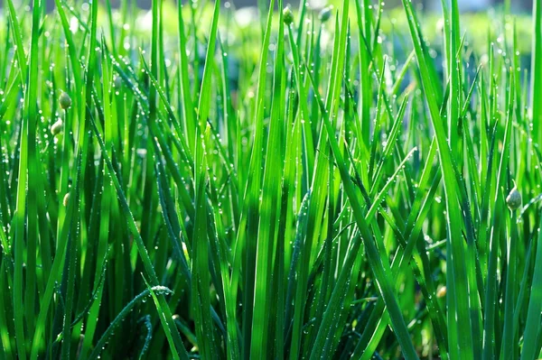 Cebolinha verde — Fotografia de Stock