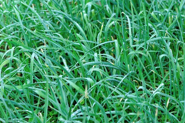 Зеленый Чеснок Побеги Растущие Огороде — стоковое фото
