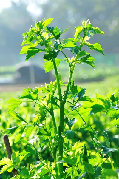 Coriandolo verde in giardino — Foto Stock