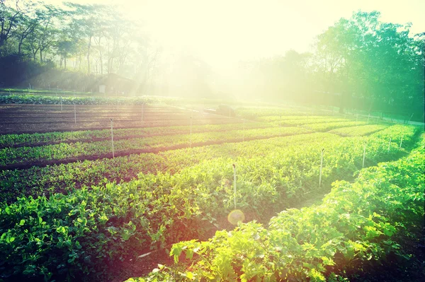 Vegetable garden beds — Stock Photo, Image