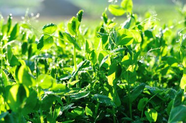 Sebze Bahçe büyüyen yeşil bezelye bitkileri 