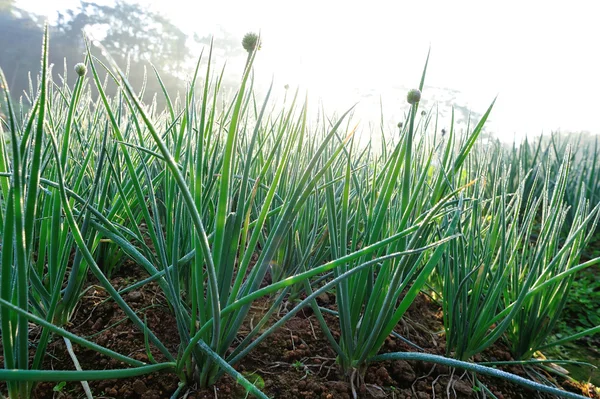 Green Spring Onion Growing Vegetable Garden — Stock Photo, Image