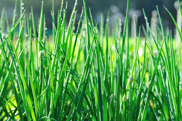 Grüne Frühlingszwiebeln Wachsen Gemüsegarten — Stockfoto