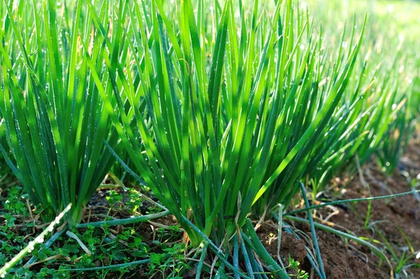 Green Spring Onion Growing Vegetable Garden — Stock Photo, Image