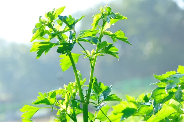 Green coriander in garden — Stock Photo, Image