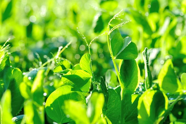 Green Pea Crops Growing Vegetable Garden — Stock Photo, Image