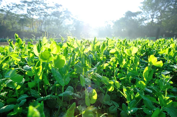 Grüne Erbsen Wachsen Gemüsegarten — Stockfoto