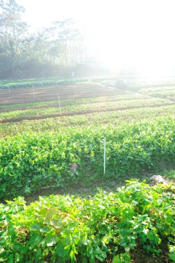 Yeşil bezelye bitkileri