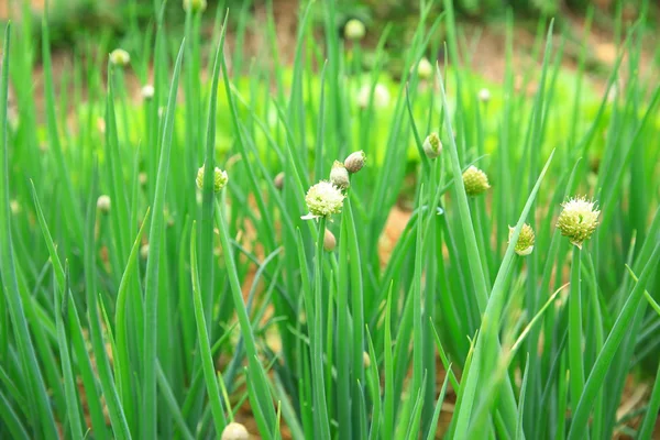 Зеленый Весенний Лук Растет Огороде — стоковое фото