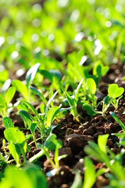 Choy Sum Brotes Que Crecen Huerto — Foto de Stock