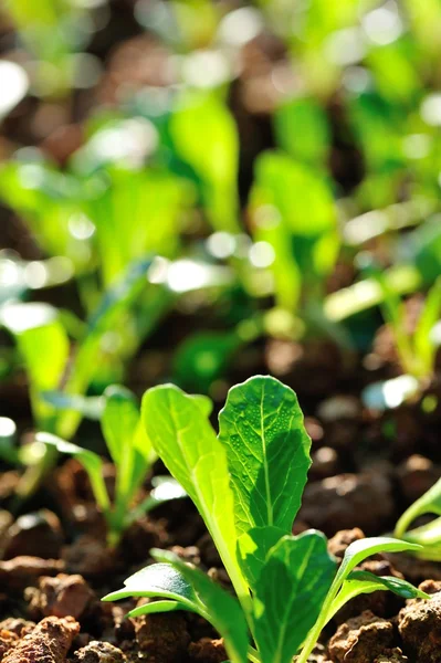 チョイ合計もやしは野菜の庭で成長しています — ストック写真