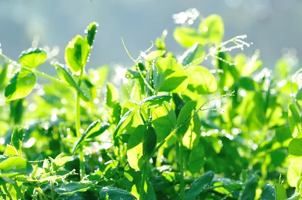 Green Pea Crops Growing Vegetable Garden — Stock Photo, Image