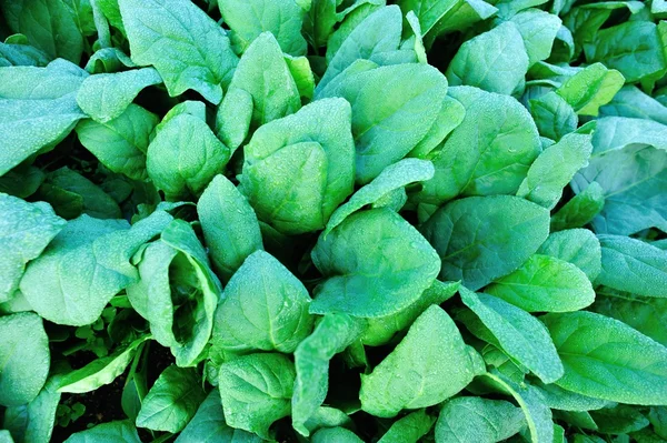 Grüner Spinat Wächst Gemüsegarten — Stockfoto