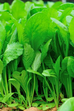 Bahçede yeşil ıspanak