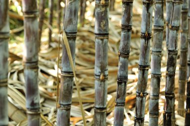 Şeker kamışı saplarını satırları