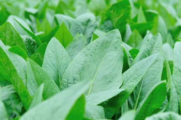 Laitue Verte Indienne Cultivée Dans Potager — Photo