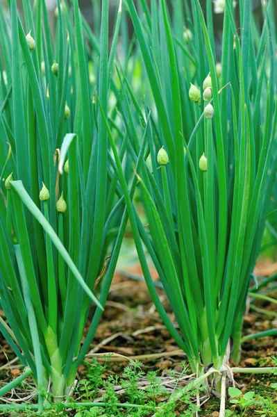 Grüne Frühlingszwiebeln Wachsen Gemüsegarten — Stockfoto
