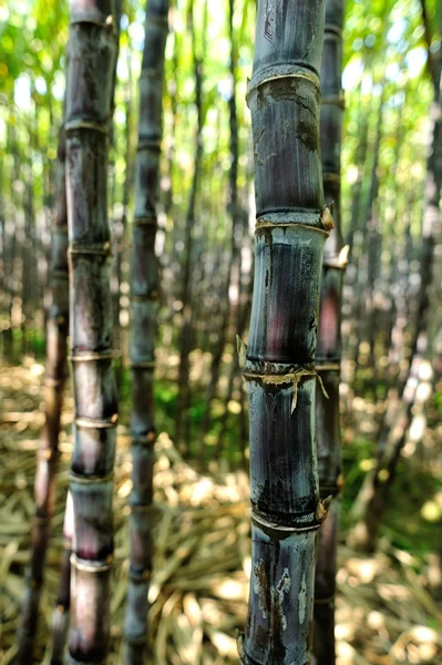 Ряды Растений Сахарного Тростника Растущих Полях — стоковое фото