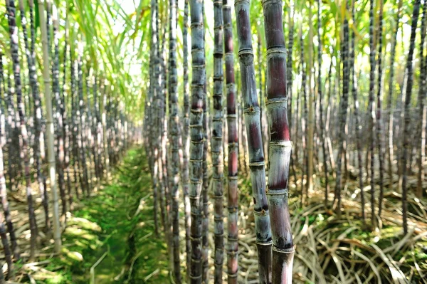 Ряды Растений Сахарного Тростника Растущих Полях — стоковое фото