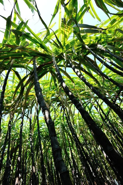 Righe Piante Canna Zucchero Che Crescono Sul Campo — Foto Stock