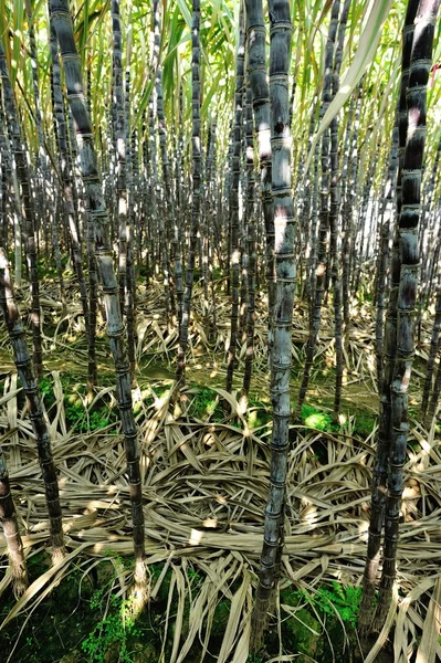 Filas Caña Azúcar Que Crecen Campo — Foto de Stock