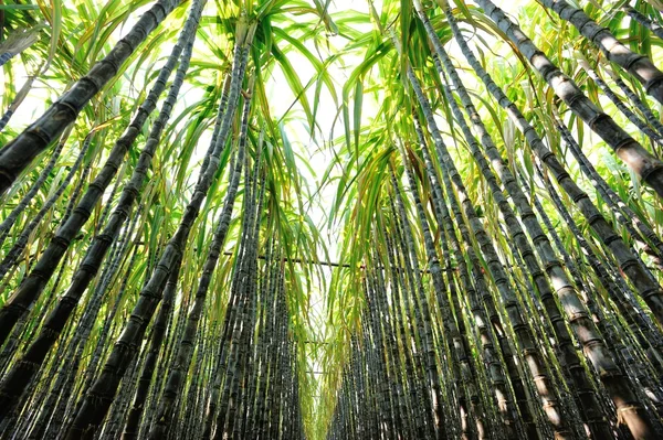 Impianti di canna da zucchero in campo — Foto Stock