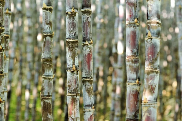 Linhas de talos de cana-de-açúcar — Fotografia de Stock