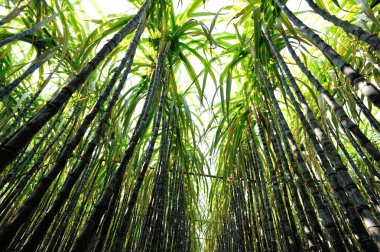 Sugarcane plants in field clipart